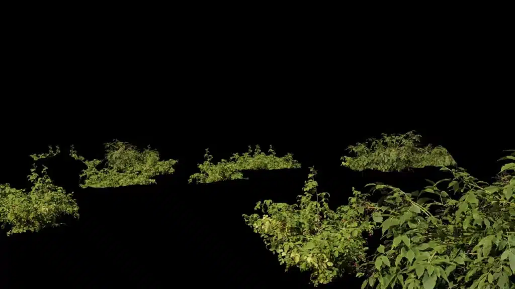 Büsche welche auf schwarzem Hintergrund schweben